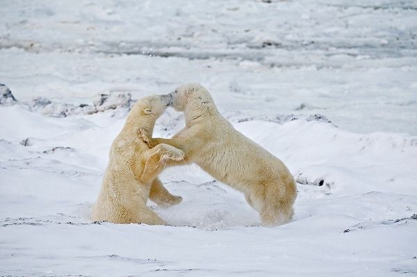 Canada-Manitoba-Churchill Young polar bears sparring